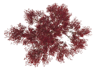 Generate me an arial top down view of a single dark red Japanese maple on a white background realistic for landscape design