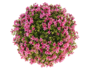 Generate me an arial top down view of a single Pink Azalea bush centered on a white background realistic for landscape design