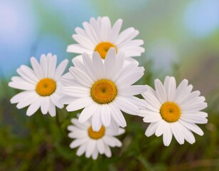 Close-up of daisies in a field