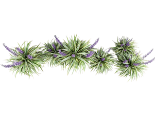 Generate me a side profile of a grouping of 5 variegated Liriope plans with purple flowers in a zig zag pattern centered on page with a white background rea
