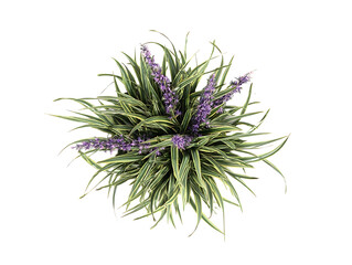 Generate me an arial top down view of a single variegated Liriope plant with purple flowers on a white background realistic for landscape design
