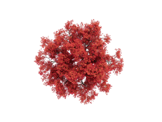 Generate me an arial top down view of a red japense maple on a white background realistic for landscape design