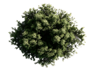 Generate me a top down and side profile of a Japanese Maple on white background with space between for a landscape plan