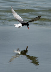 Naklejka premium White-winged tern with a catch at Tubli bay, Bahrain