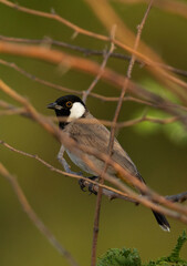 Fototapeta premium Portrait of White-cheeked bulbul on acacia tree, Bahrain