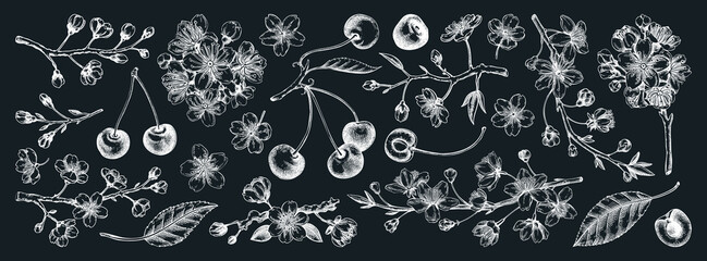 Cherry blossom tree hand-drawn vector illustrations. Sakura flower sketches. Vintage fruit isolated on white background. NOT AI generated