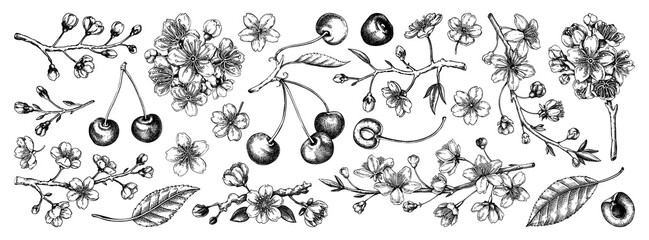 Cherry blossom tree hand-drawn vector illustrations. Sakura flower sketches. Vintage fruit isolated on white background. NOT AI generated