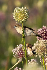 Indian silverbill feeding on Onion flower at a farm