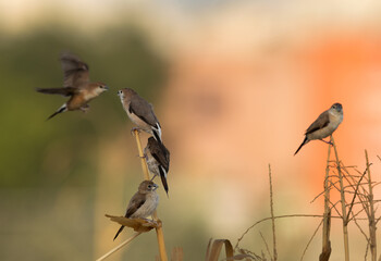 Indian Silverbills at Buri farm, bahrain