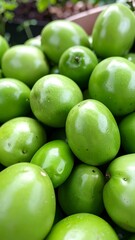 Close-up of many green tomatoes