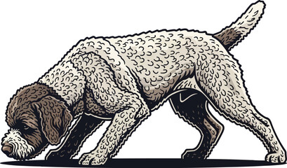 Lagotto Romagnolo dog sniffing pose crouched curious stance