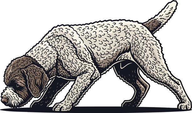 Lagotto Romagnolo dog sniffing pose crouched curious stance