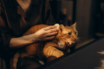 Person brushing ginger cat grooming pet fur
