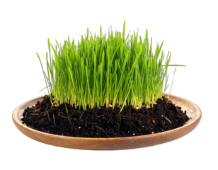 Close-up of vibrant, freshly grown grass sprouting from dark, rich soil, placed within a wooden plate