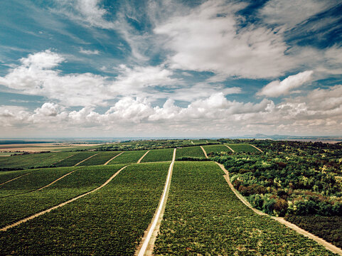 Aerial view of the lush green vineyards stretching across the landscape under a vast sky with scattered clouds, Kamenac, Osjecko-baranjska zupanija, Croatia.