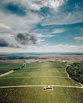 Aerial view of a vineyard stretching towards the horizon under a vast sky with scattered clouds, Kamenac, Osjecko-baranjska zupanija, Croatia.