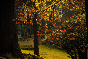 Fototapeta premium autumn trees in the park