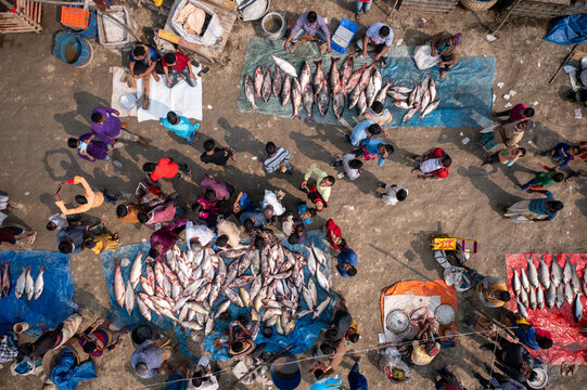 Bogura, Bangladesh - 10 February 2021: Aerial view of a bustling fish market where vibrant colors of clothing contrast with the silvery scales of the fish laid out on mats.