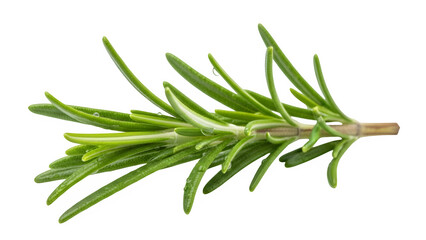 Fototapeta premium Fresh sprig of rosemary herb isolated on transparent background