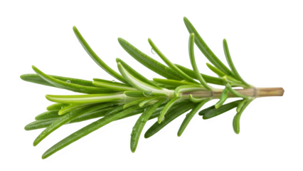 Fresh sprig of rosemary herb isolated on transparent background