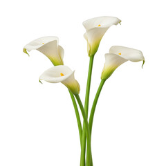 Elegant bouquet of four white calla lilies on black background