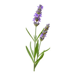 Obraz premium A detailed closeup of two lavender sprigs against a black background