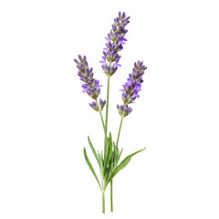 Fototapeta premium Three stems of lavender flowers isolated on black background
