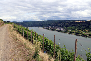 Aussicht auf die Weinberge am Bopparder Hamm und Oberspai (rechts) bei Boppard und den Fluß Rhein...