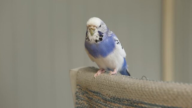 Blue white budgie perched on armrest, quiet indoor portrait of tame parakeet showcasing speckled plumage and delicate beak, soft neutral background, closeup resting pose conveying companion bird vibe
