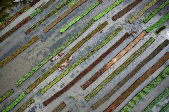 Pirojpur, Bangladesh - 01 November 2020: Aerial view of vibrant, parallel rows of crops and boats create a textured tapestry across the water's surface.