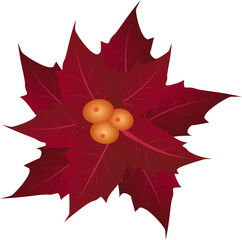 PNG Beautiful hand-drawn poinsettia flowers isolated on a transparent background, suitable for Christmas decorations, cards, and digital designs.