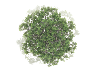 Top down view of a large full texas ash tree centered on page on white background realistic for a landscape design