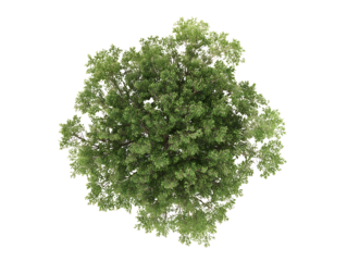 Top down view of a very large full texas ash tree centered on page on white background realistic for a landscape design
