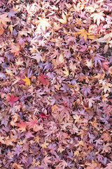 Fallen Autumn Maple Leaves on the Ground