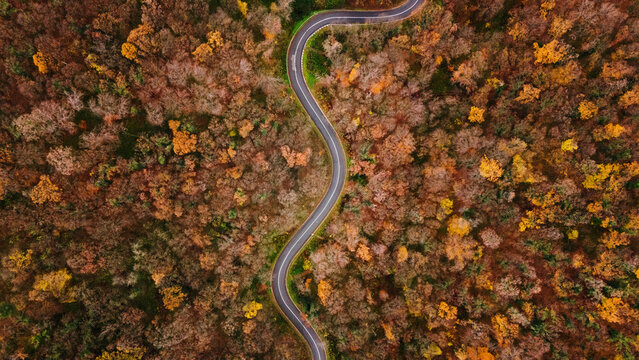 Aerial view of a winding road cutting through a dense forest ablaze with autumn colors, creating a striking contrast between the gray asphalt and the fiery foliage, Novi Sad, Vojvodina, Serbia.