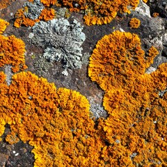 Close-up view of textured rock formations with vibrant orange and gray patches
