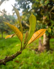 Close-up of budding tree branch with young, colorful leaves