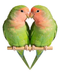 Pair of Lovebirds Kissing on Branch Isolated on White