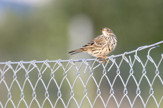 Meadow pipit