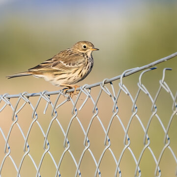 Meadow pipit