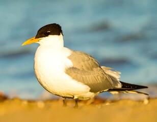 Shorebird on sandy beach