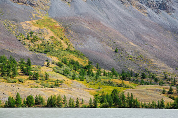 Mountain scree slope near Akkul lake in Altai. Larch trees and sparse mountain vegetation on a shore