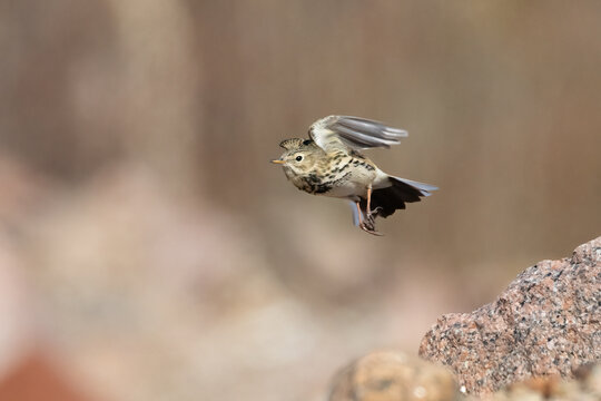 Meadow pipit