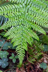 Fern leaf in Redwoods National Park