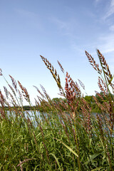 Wild herbs by the river in summer