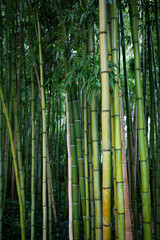 Close up of an Asian garden