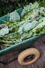 Collection of green garden waste