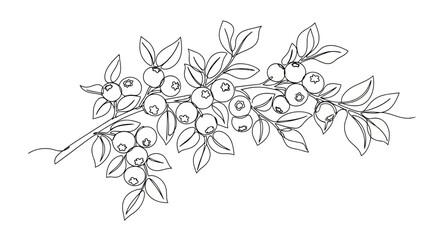 Fototapeta premium Elegant single continuous line art illustration of a blueberry branch, perfect for coloring Vector