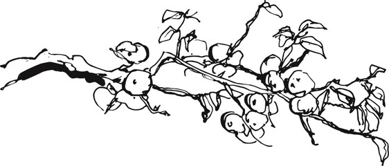 Elegant Minimalist Branch with Berries Nature Sketch Art