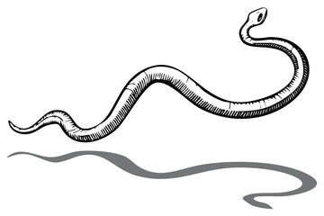 Slithering snake illustration in a black and white sketch style with shadow